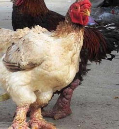 养殖越南东涛鸡赔死了 东涛鸡在中国市场如何