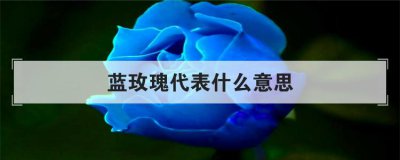 ��õ�����ʲô��˼ ������ɫõ�廨��ʲô������