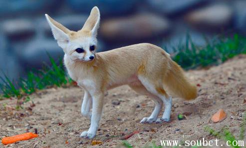 ���������й��������� ��������С�ĺ���