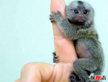 世界上最弱的动物排名 世界十大最小的动物