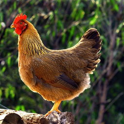 �������������Ѽ����� �Ǹ����Ͳ��˵�����