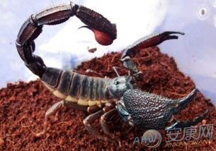 Ů���ε�Ы��ʲô���� Ԥʾ��᲻��һ����ǿƴ��