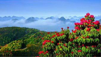 百里杜鹃几月份去好 花期最盛的时候