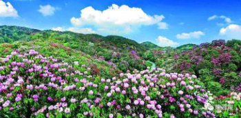 百里杜鹃几月份去好 花期最盛的时候