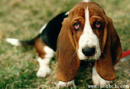 巴吉度犬为什么被禁养 智商最低下的狗