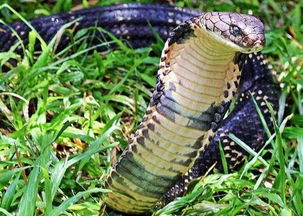 眼镜王蛇是几级保护动物 列入了二级保护动物的行列