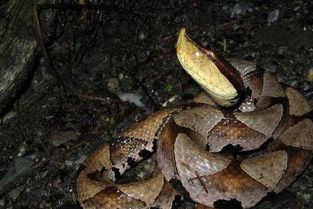 眼镜王蛇是几级保护动物 列入了二级保护动物的行列