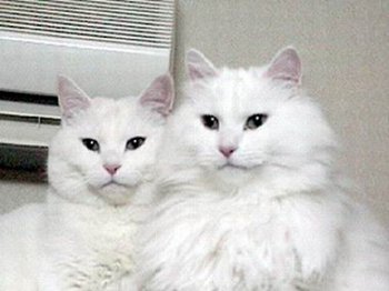 山东狮子猫多少钱一只 挑选临清狮子猫的方法比较简单