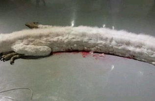 ���������� ��ʵ�����е�Ȼ������