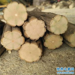 降龙木值钱吗 因为珍贵稀少所以价值堪比黄金