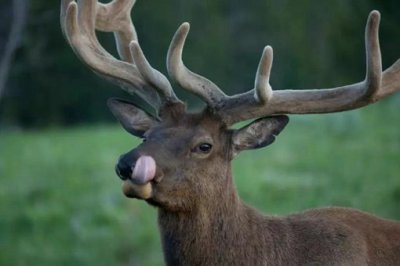 �Ĳ��񾿾���ʲô���� ��¹����žͽ��Ĳ���