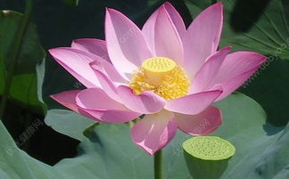 �����ƴ����ʲô ���ӿ��Է�Ϊ�ļ���