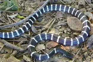 眼镜王蛇和银环蛇哪个毒 银环蛇是我国最毒的毒蛇