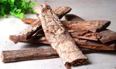卡宾达树皮的功效与作用 男性如何使用卡宾达树皮呢