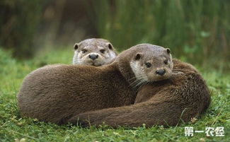 ˮ����ˮ̡��һ������ �ǲ�һ�������ֶ���