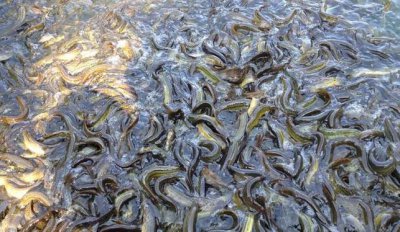 ���������Ĺ��� ���������Ӹ�����һ�ַ�ʽ