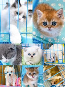 �������һֻè����Ǯ ����Ʒ�ࡢѪͳ��ëɫ�����ؼ۸������ͬ