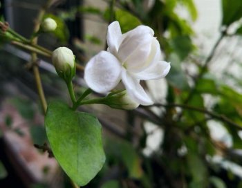 ����Ļ����Ԣ�� ������ֿ�İ�