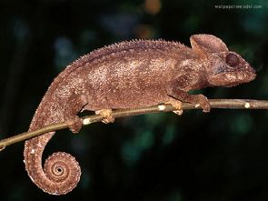 ��ɫ����������˭ �����ǰ���