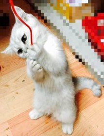 为什么养折耳猫很残忍 因为折耳猫是有基因缺陷的一种喵咪