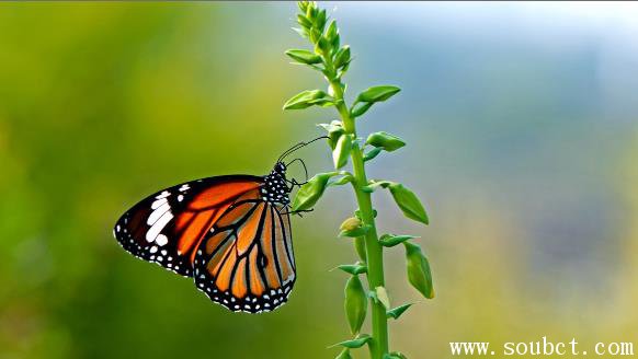 帝王蝶是什么 世界上最美丽的蝴蝶