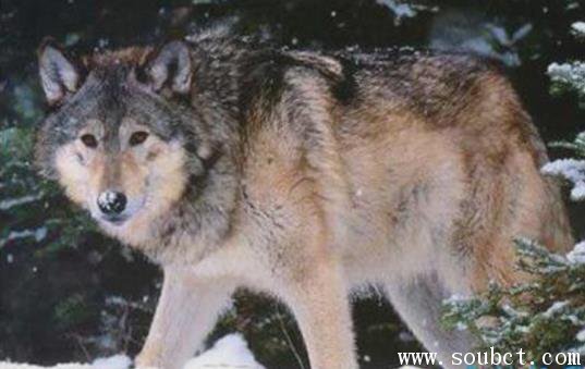 ���ΰ뵺���峤2.2�� �����ϸ�ͷ������