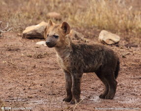 �׹����๷��ʲô��ͬ ��ʵ��û�������