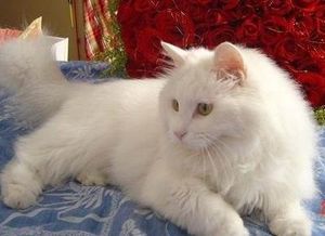 ʨ��è����Ǯһֻ ���ֵĹ���Ҫ400-500