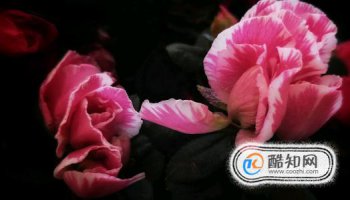 ���ֻ��Ļ�����ʲô ���ֻ���Ԣ�⼰����