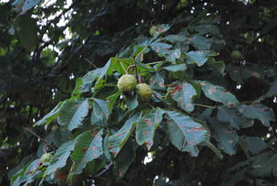 马栗是什么 它的花杂性雄花与两性花同株