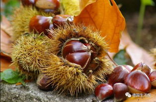 马栗是什么 它的花杂性雄花与两性花同株