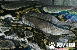 网纹蟒和森蚺哪个大 都是世界上最大的蛇