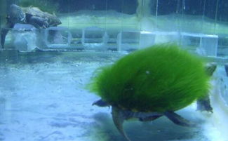 ��ë�����Ǯһֻ һ����100Ԫ������ë�ݹ���ܾ�Ҫ700-800Ԫ