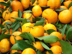 �Ƴȳ���Ƴγε����� ������ͬ������ͬ