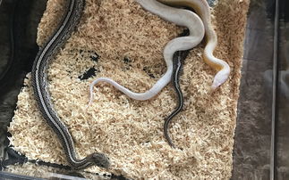 麻雀养大了认主吗 小麻雀养熟了认主人