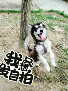 麻雀养大了认主吗 小麻雀养熟了认主人