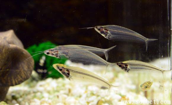 ��������ʲô�� �������������