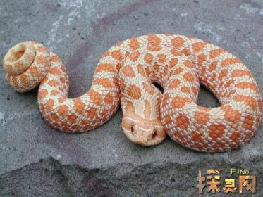 猪鼻蛇为什么不咬人 揭秘猪鼻蛇不咬人的原因