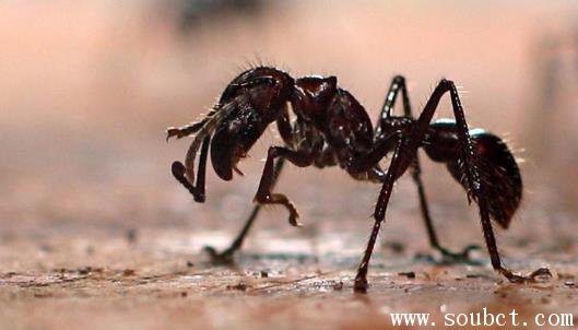 �ӵ���ҧ��Ϊʲô��ôʹ ��������ֲ�������