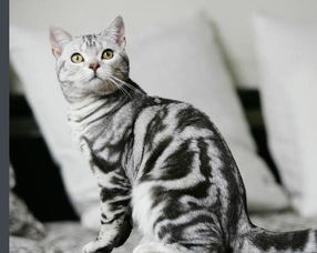 ����è����Ǯһֻ ͨ����2500-5000Ԫ֮��