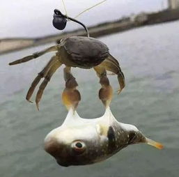 ����İ�����ɶ Ҳ��������ľ���