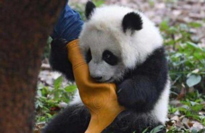 ��èΪʲô�ǹ��� ����è�ĵ�λ�Ѿ������λ���