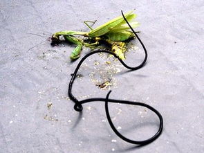 ���߳���Կ��������� ���߳治�ܿ�������