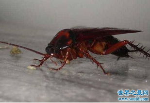 蟑螂卵是什么样子的 藏在蟑螂卵鞘里是白色的