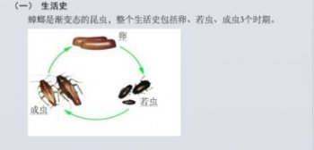 蟑螂卵是什么样子的 藏在蟑螂卵鞘里是白色的