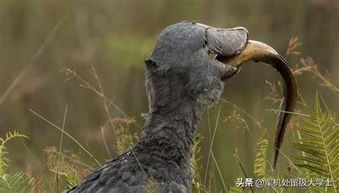 ��ͷ��Ϊʲô��ë���� ϲ�����˾Ϲ��ֺ�����(��������)