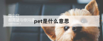pet是什么意思 意思和用法非常多样