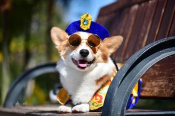 pet是什么意思 意思和用法非常多样