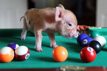 pet是什么意思 意思和用法非常多样