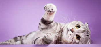 pet是什么意思 意思和用法非常多样